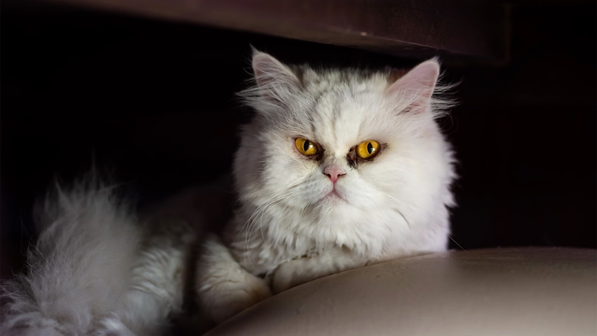 唯一不解的方程式，F1揭幕战夜，小贾伦让所有对手无解