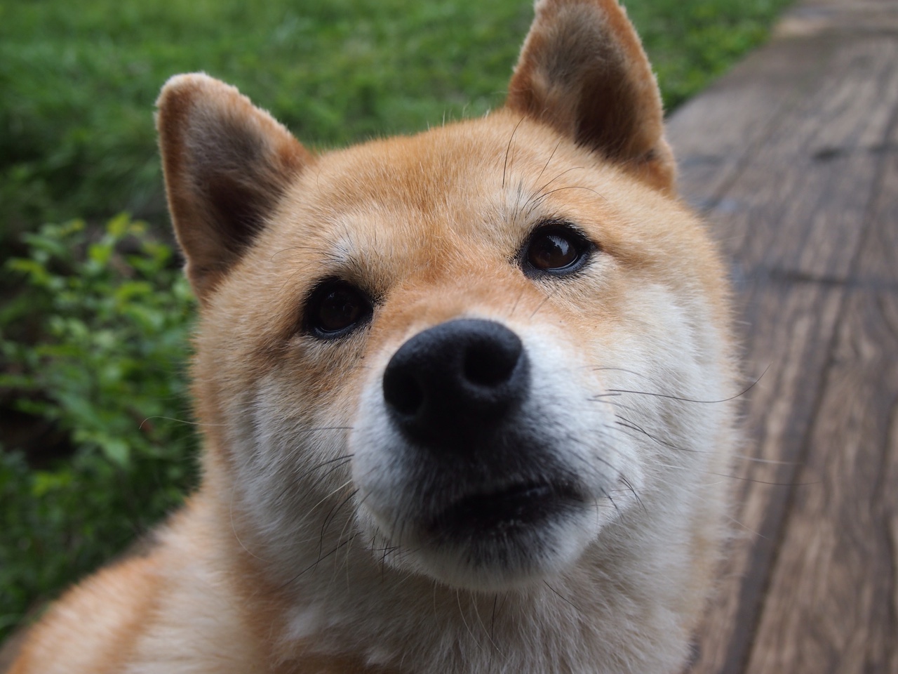 淬火成钢,西决生死夜,莫兰特的巨星觉醒