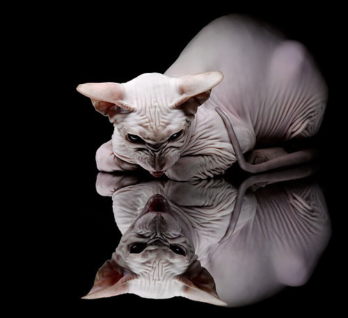 塔图姆末节如神,鹈鹕如飓风终结深圳—个人英雄主义与团队浪潮的交锋启示录