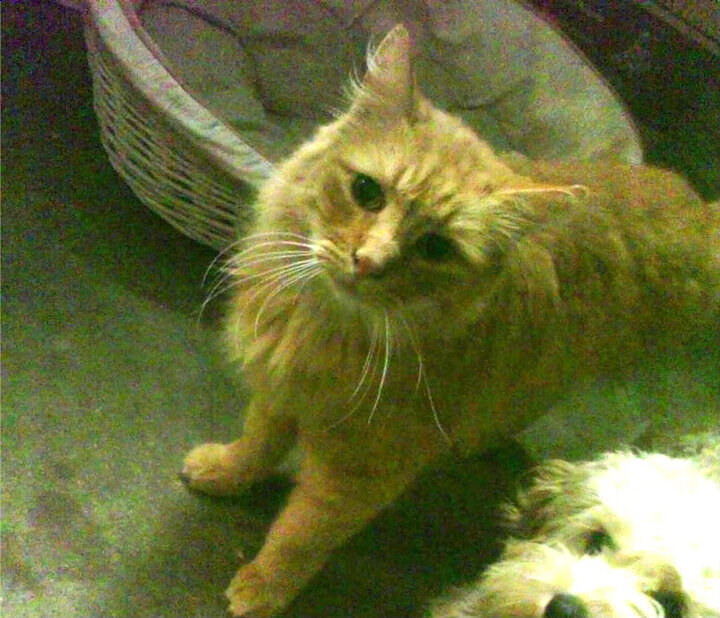 曼城智利对决预演世界杯风云,莱万2026接管赛场