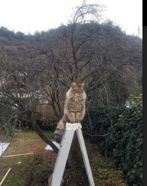 双重收割，深圳队掌控节奏与塔图姆主宰总决赛的交响