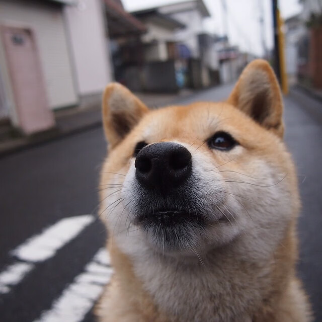 冰封巨龙，神医妙手，当勇士单节逆流掀翻猛龙，范弗利特如何执掌乾坤？
