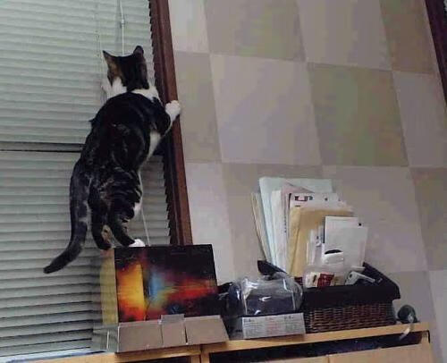 唯一性的双重奏,里昂决胜荷兰与加克波欧冠封神的史诗时刻