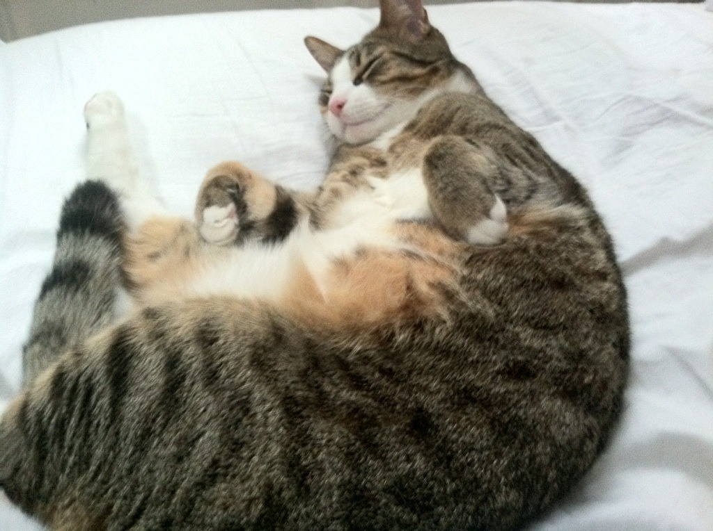 冷门之夜与传奇里程碑,安哥拉斩落埃及,卡塞米罗成就永恒