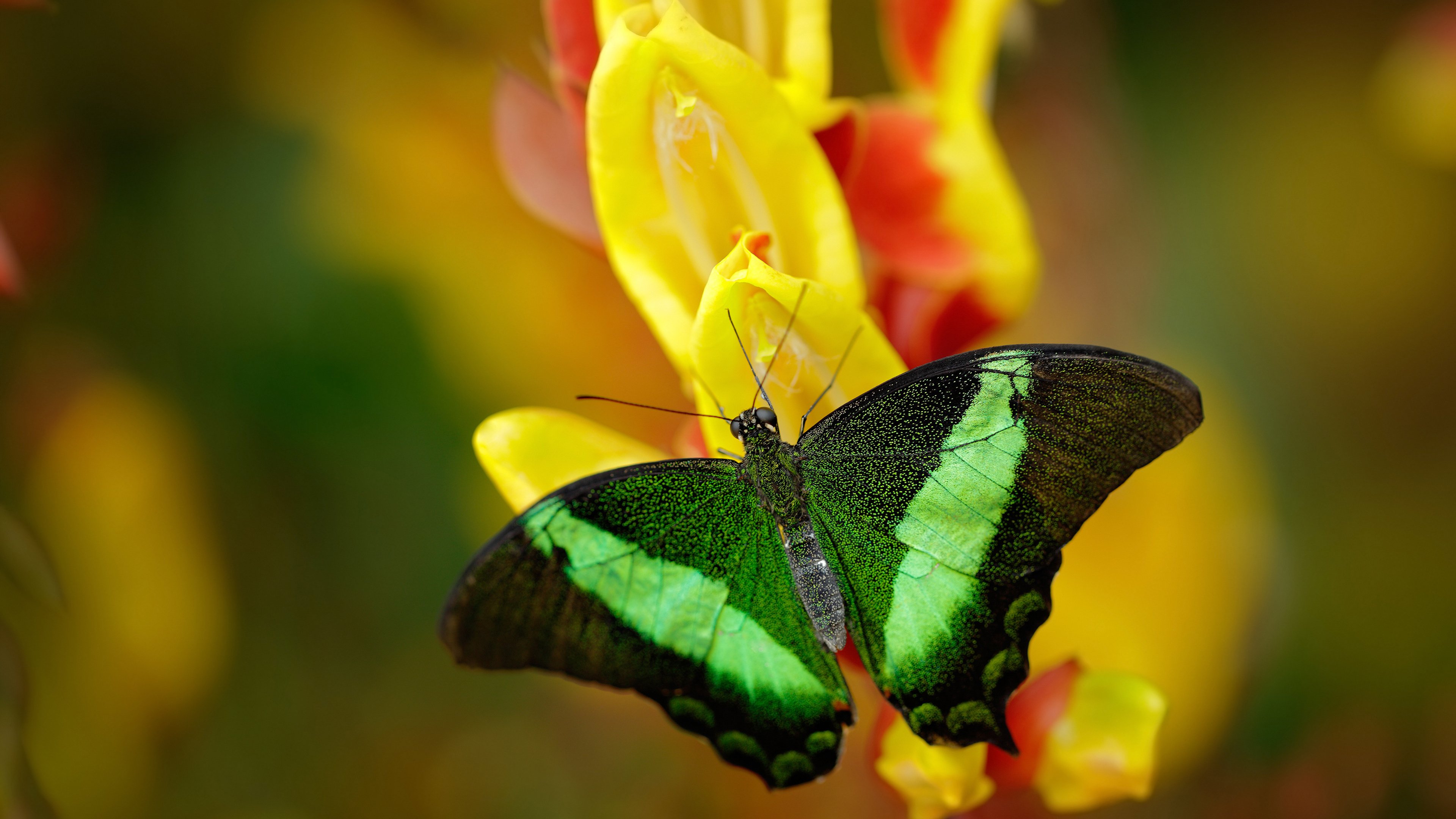 混乱的防线与最后一分钟的英雄,法比尼奥如何让比利时起死回生?
