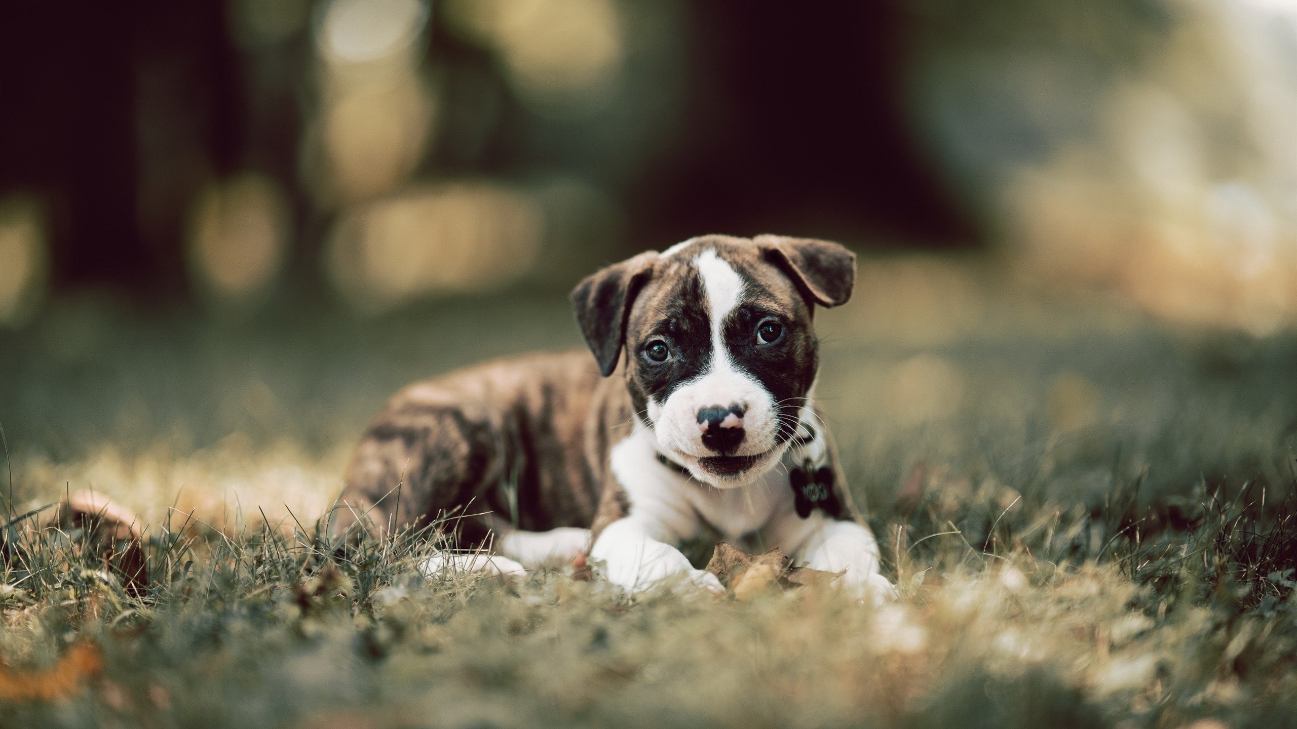 瞬息永恒,弗拉霍维奇与那颗决定欧洲之巅的足球
