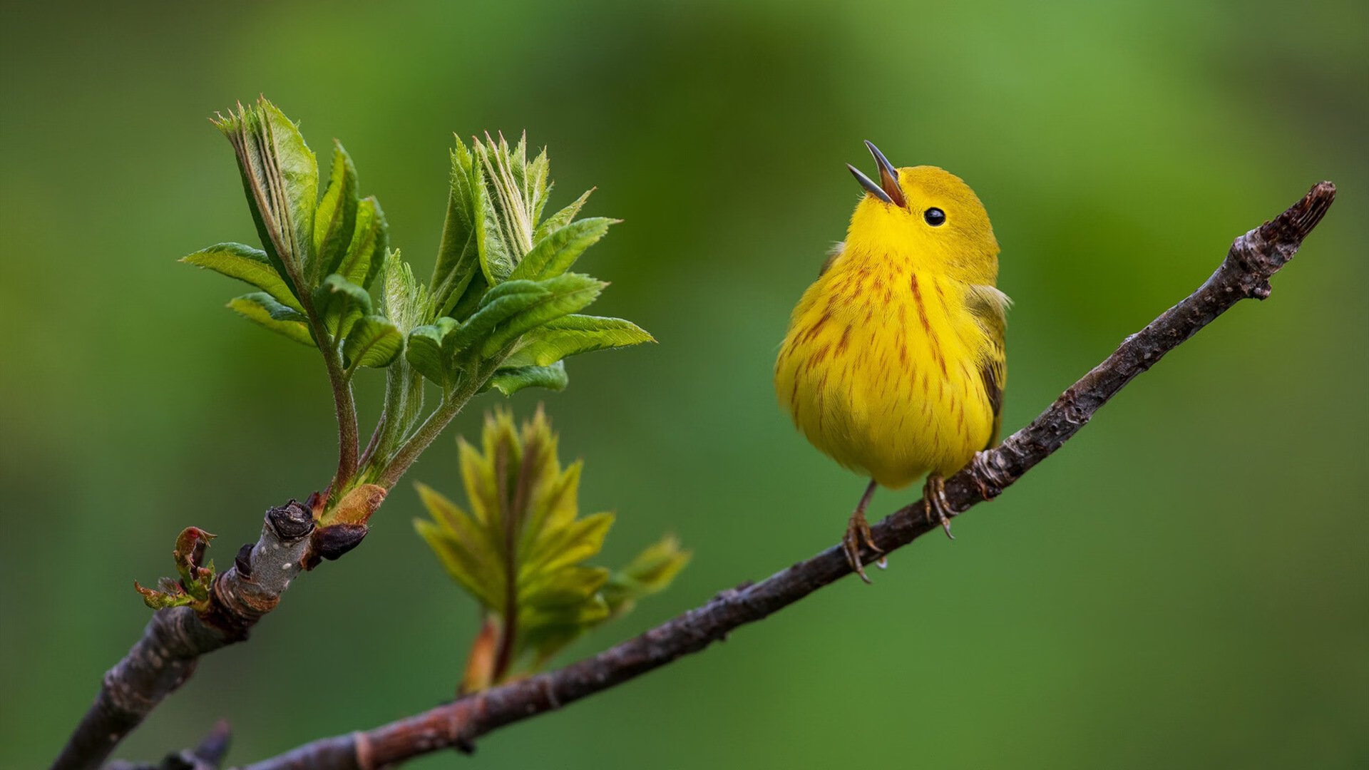 关键先生若日尼奥引领拉齐奥击败皇家社会，一场战术胜利的诠释