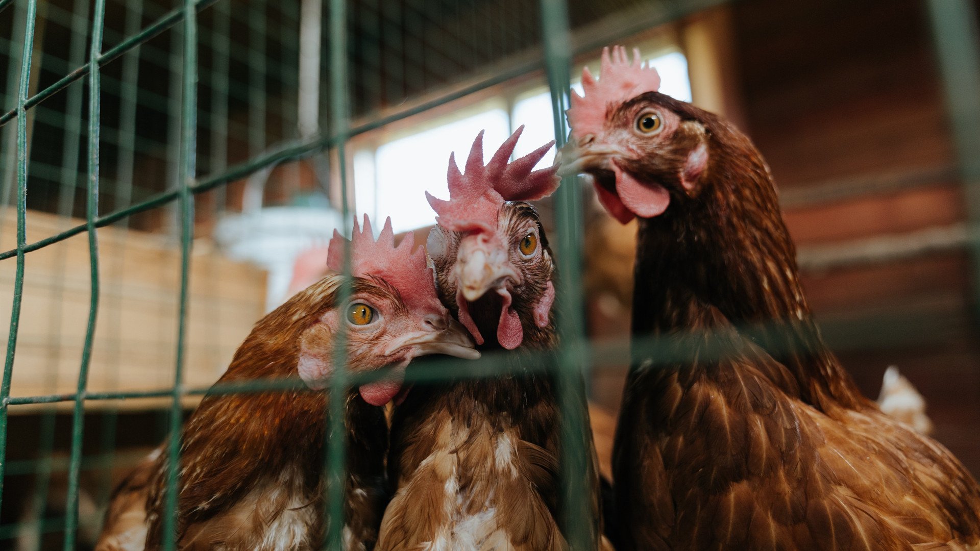冰与火之歌，当芬兰终结勒沃库森，巴雷拉在F1加冕—宿命与意志的胜利回响