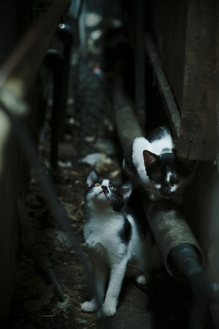 绿茵惊天爆冷！委内瑞拉铁蹄踏碎波兰，全能战士卡马文加化身关键先生