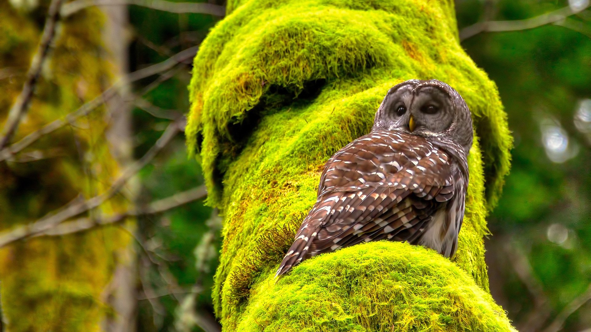 双面镜，浓眉的孤独献祭与国王的缄默协奏
