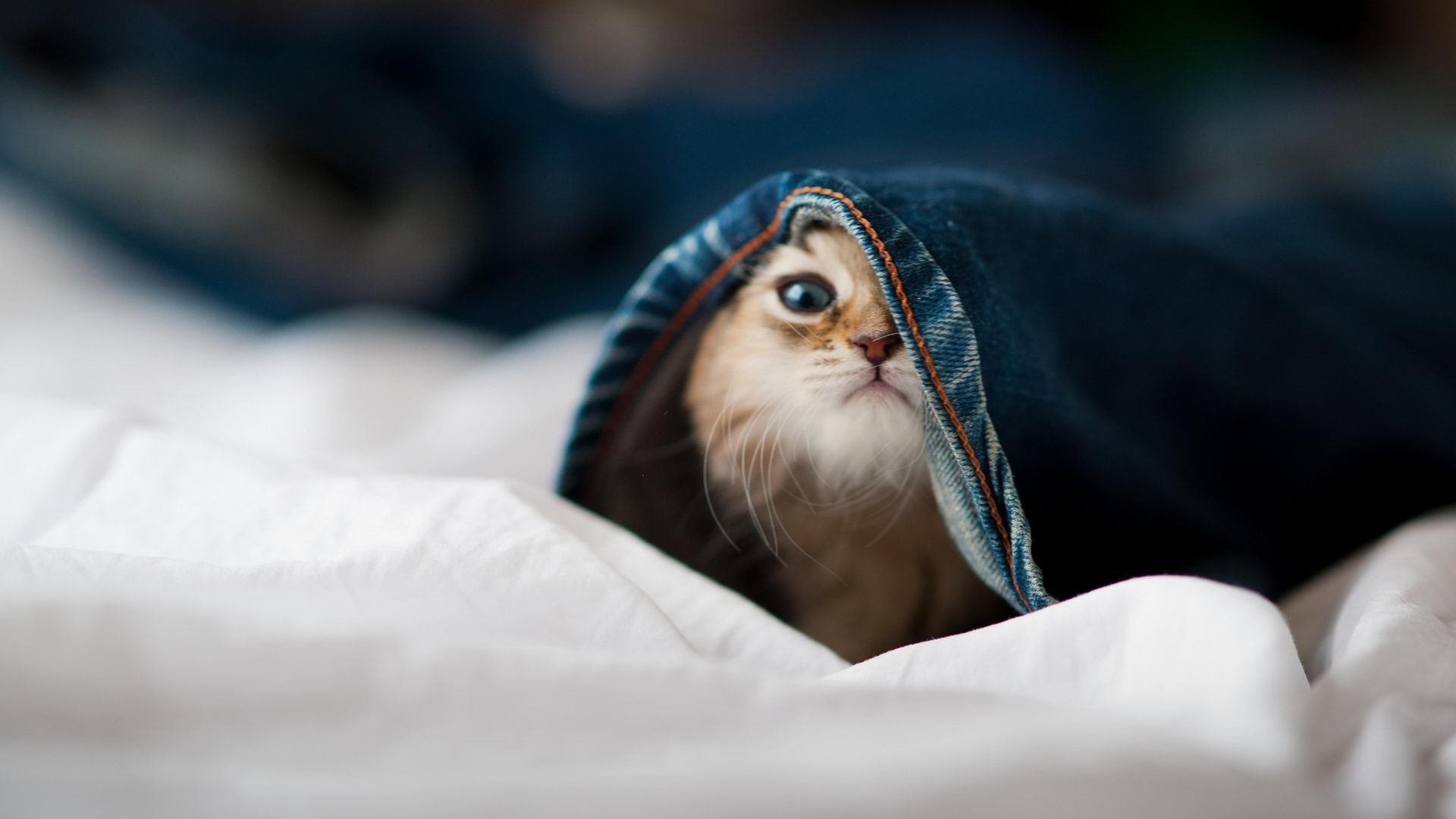 巴拉圭轻取爱尔兰，加勒比雄鹰展翅，京多安一剑封喉定乾坤