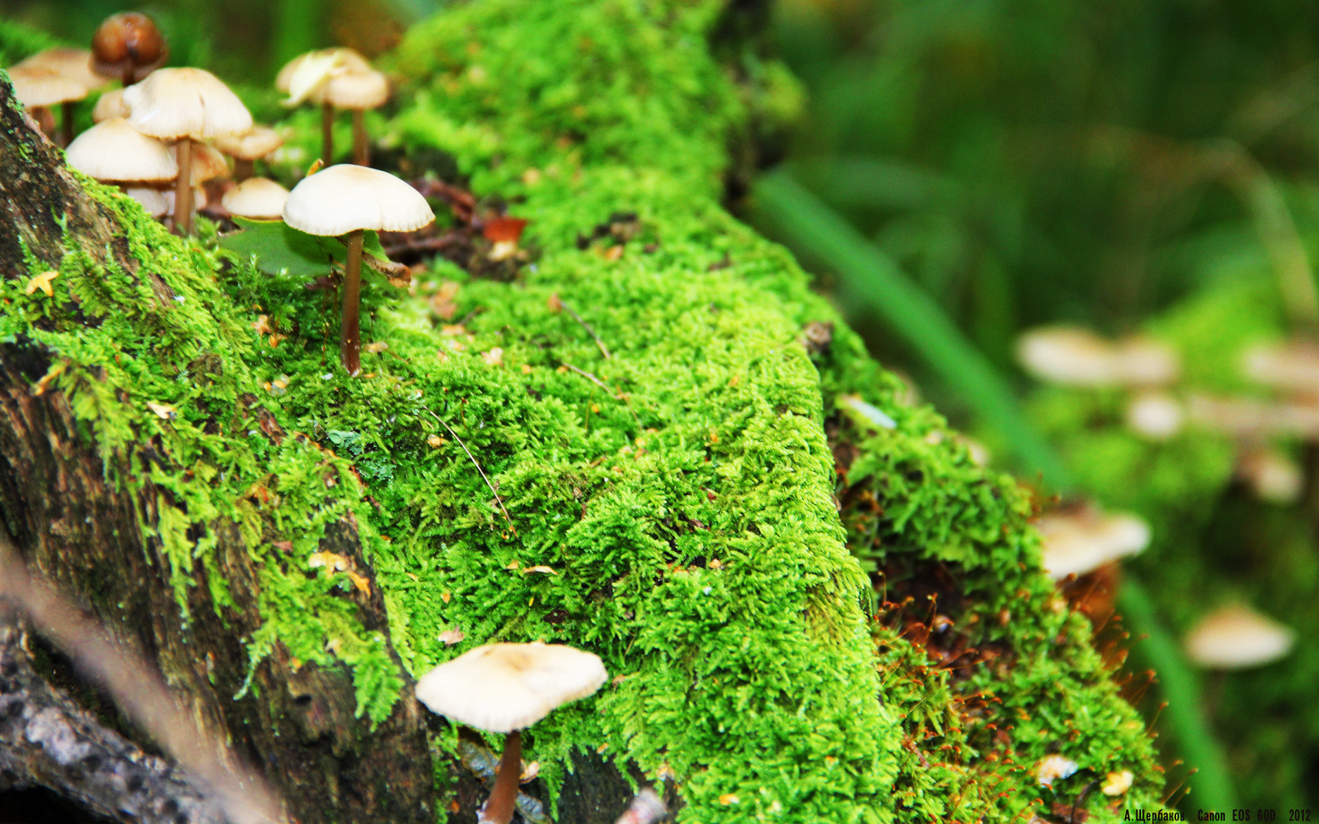 绝境逢生！丹麦生死战险胜秘鲁，幽灵刺客帕尔默一剑封喉