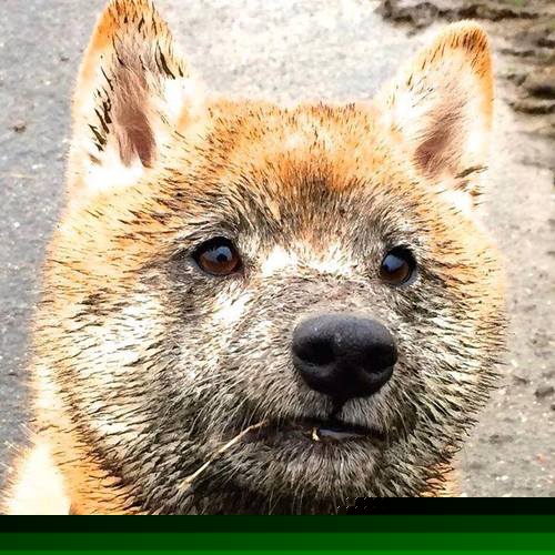 羽翼成锋，英格拉姆攻防两端绝对统治，黄蜂蛰痛鹈鹕争冠路再下一城