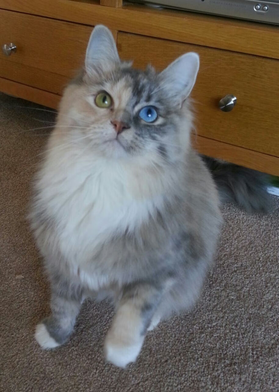 沉默的火山，当布雷默一脚踢碎伊朗足球的十年叹息