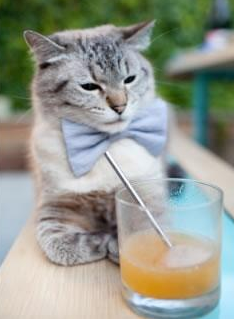 南美新风吹垮沙漠之舟，拉斐尔·莱奥的独舞与厄瓜多尔的战术革命