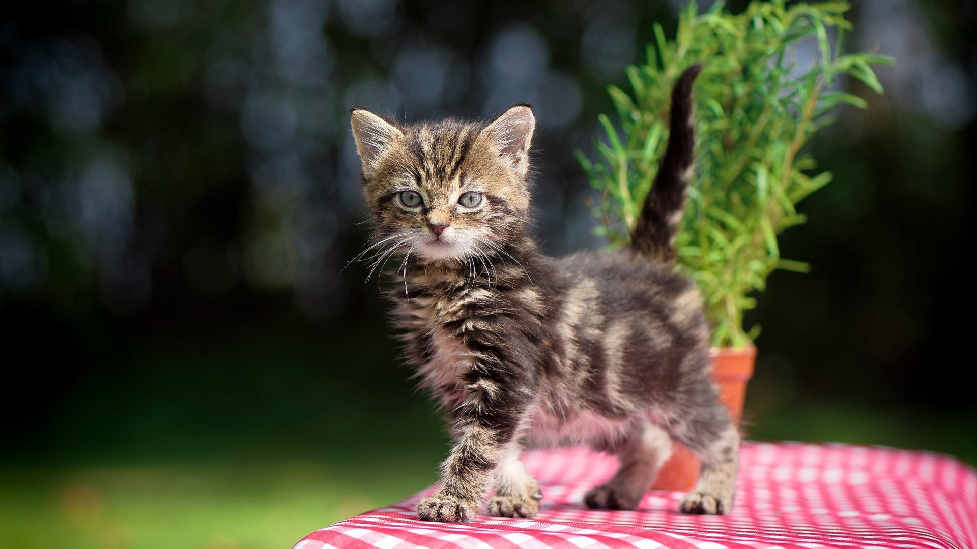 跨界神迹，当足球巨星范戴克降临NBA季后赛之夜