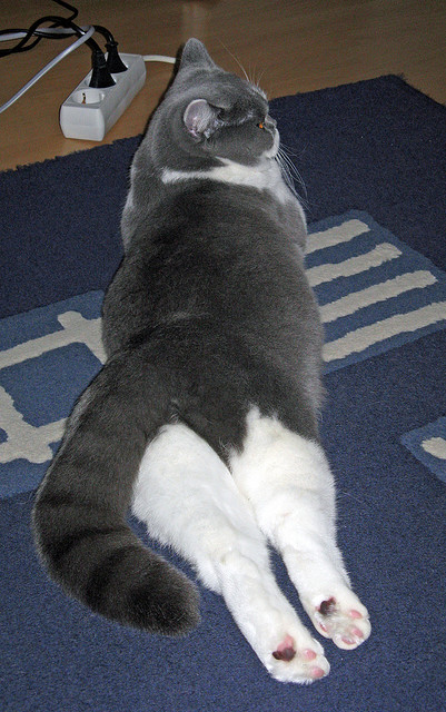 球门前的利刃，当库尔图瓦的进攻与巴黎的硬仗哲学重塑欧冠胜负