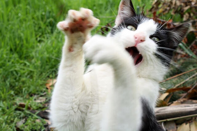 时空交错，伦纳德跨次元爆发，广厦队夺平行宇宙争霸赛胜雄鹿