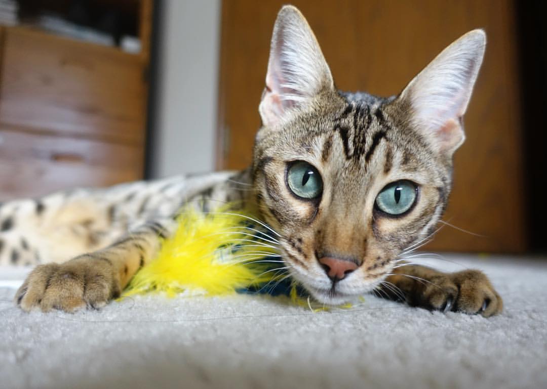 安哥拉打穿利物浦防线，伊萨克在奥运生死战中完成终极接管