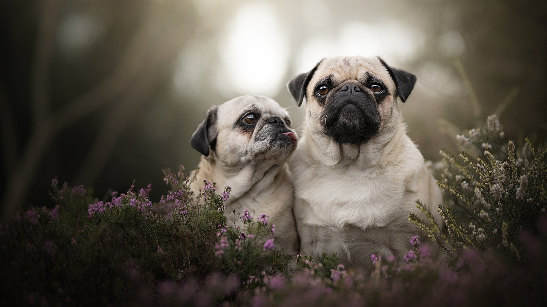 沙洲征服冰川，卡塔尔世界排名争夺战的战术革命