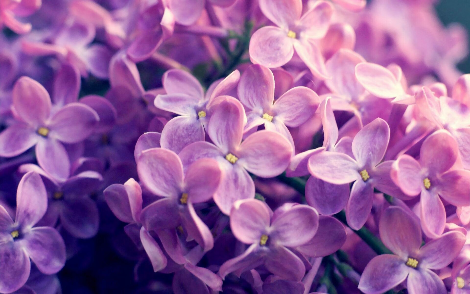 佩德里之舞，当节奏掌控者编织一场玻利维亚高原的逆转狂想