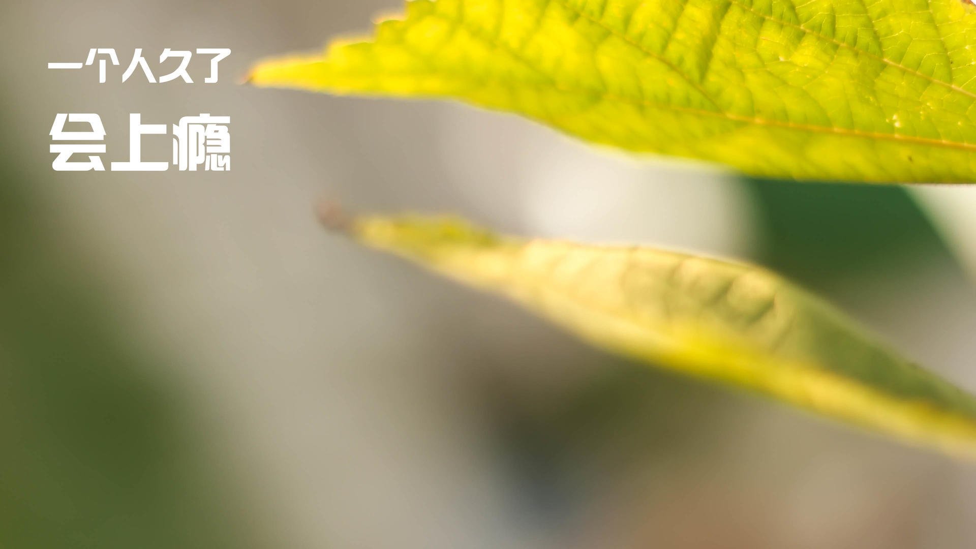 沙漠风暴席卷北欧神话，2026世界杯B组，阿联酋用唯一性定义冷门，贝林厄姆与圣门共铸传奇